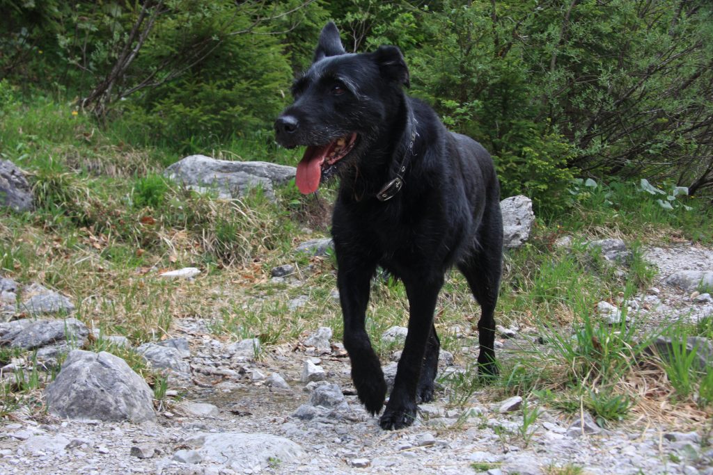 Hund auf Kieswanderweg mit Pflanzen im Hintergrund